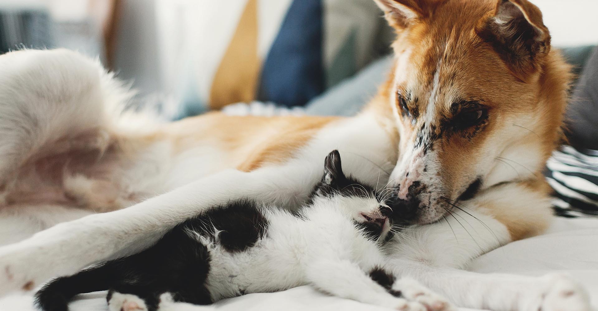 a puppy and a kitten snuggling, so cute